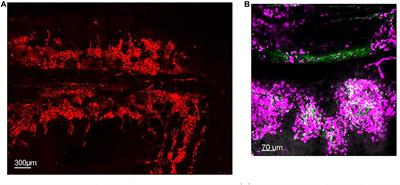 The Secretive Life of Neutrophils Revealed by Intravital Microscopy